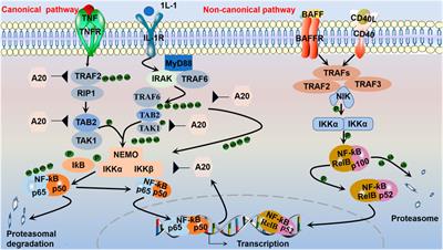 The nuclear factor kappa B signaling pathway is a master regulator of renal fibrosis